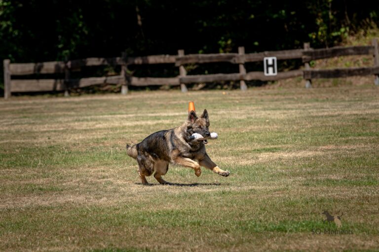 Offenes Training zur Vorbereitung auf die BSP Spezialhunde